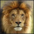 Наборы для вышивки крестиком, рукоделие 14 ct DMC color DIY Искусство ручной работы Декор-портрет льва