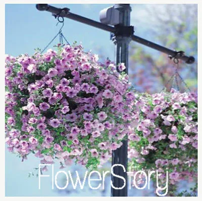 16 Лимонный ломтик Superbells calibachoa Petunia годовой Цветочный ЗАВОД, 100 растение в упаковке, 24 цвета на выбор,# WI1AJX - Цвет: 16