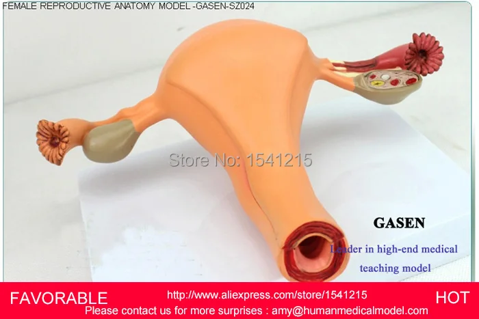 Анатомическая модель шва разрез и шов навыков промежности женские внутренние