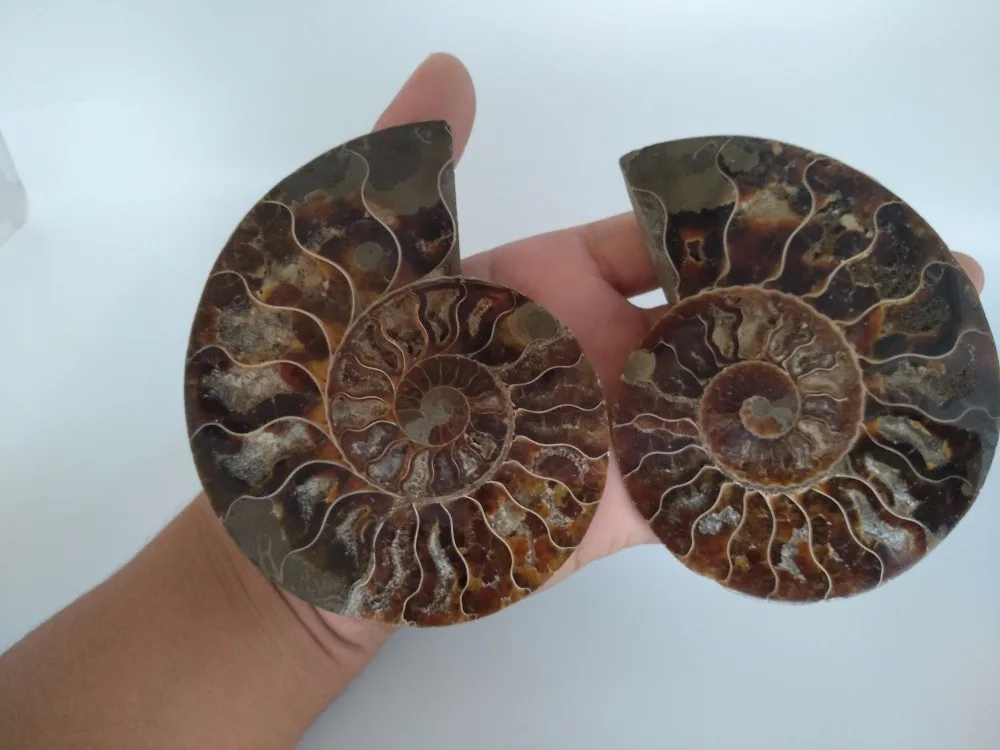 

A pair of natural conch fossilized specimens from Madagascar beautifully arranged
