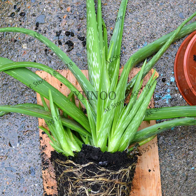 100 шт. съедобные фрукты алоэ вера Красота Косметика Флорес бонсай растение для