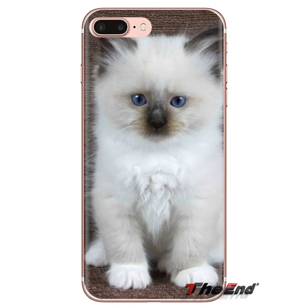 Pet ragdoll кошачьи голубые глаза прозрачные мягкие чехлы для iPod Touch Apple iPhone 4 4S 5 5S SE 5C 6 6S