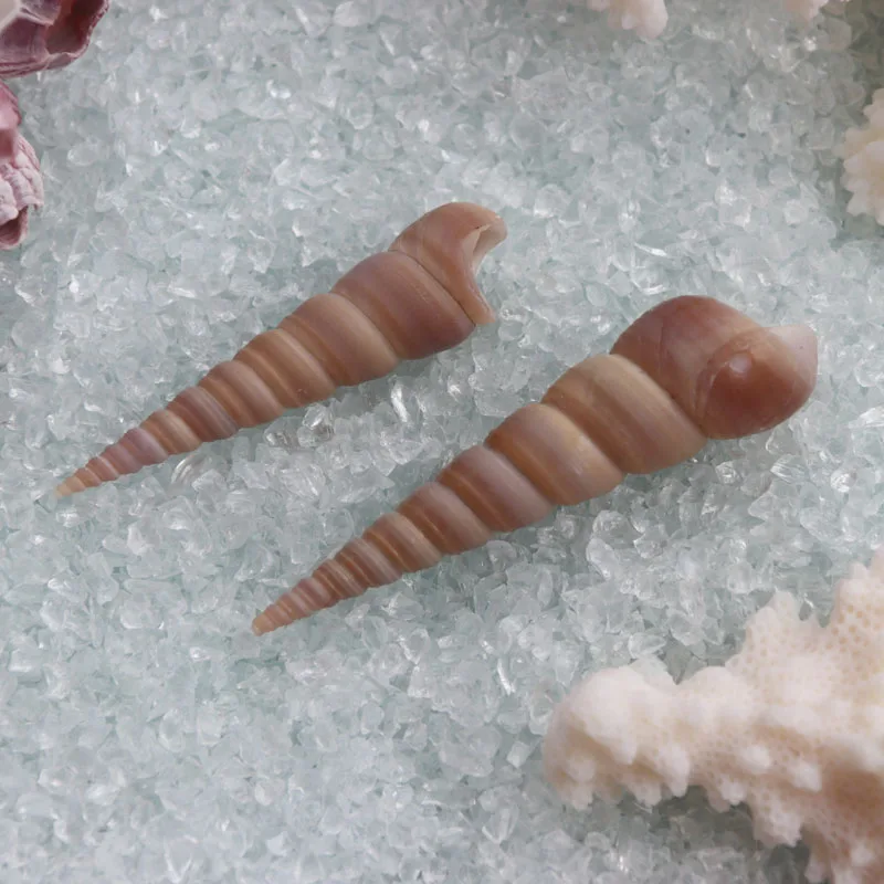 Бесплатная доставка (50 шт./лот) башенная винтовая оболочка натуральная и раковина