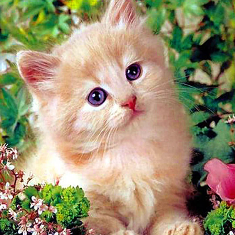 Алмазная живопись сделай сам вышивка крестиком с изображением кошки полная