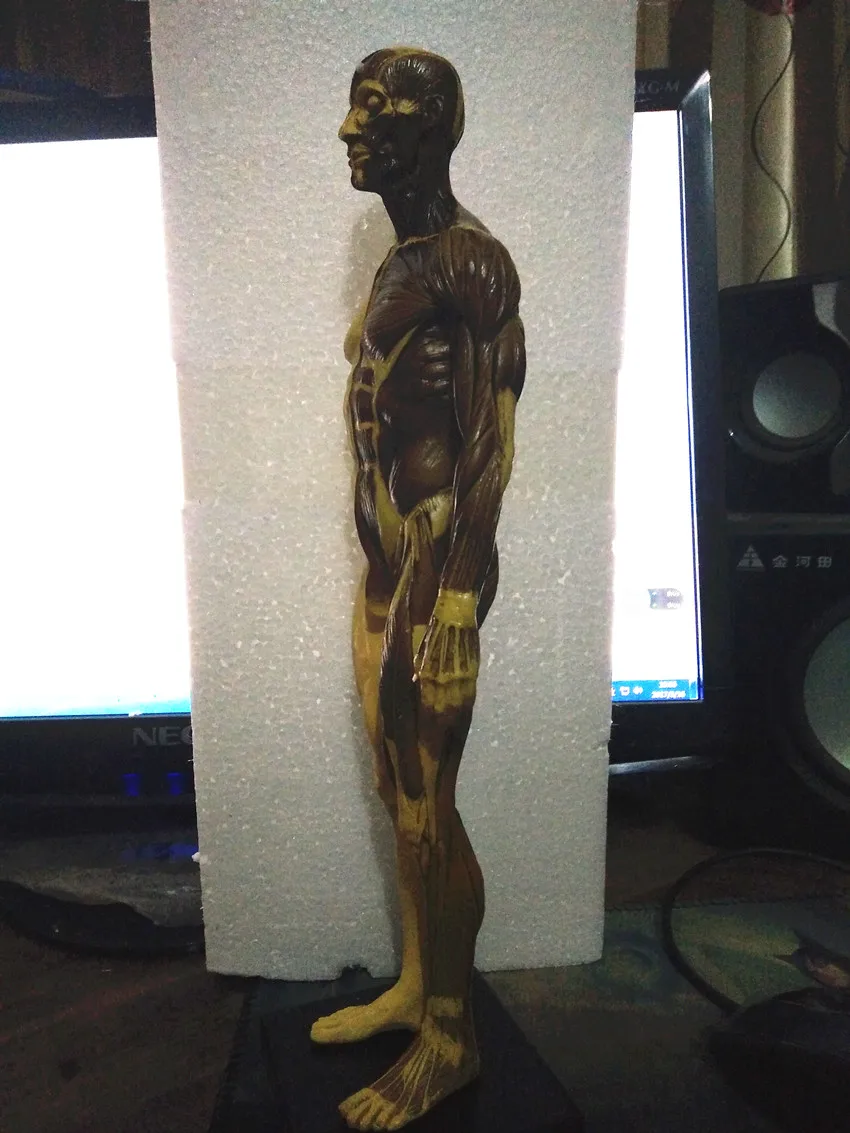 30 см человеческий каучук череп анатомическая модель скелета для зубных протезов