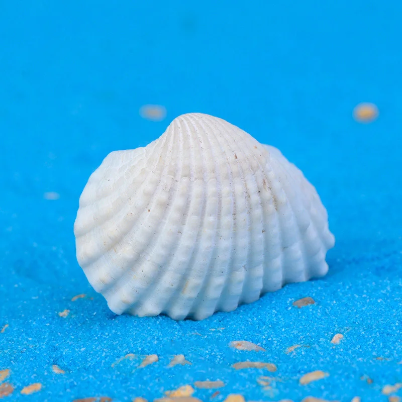 Модный небольшой коралловый риф натуральная раковина морская звезда пляжный