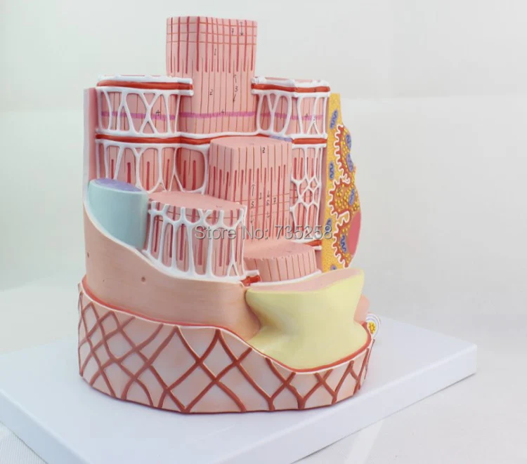 

structure of the bone fiber model ,skeletal muscle model,Sarcoplasmic reticulum enlargement anatomical model