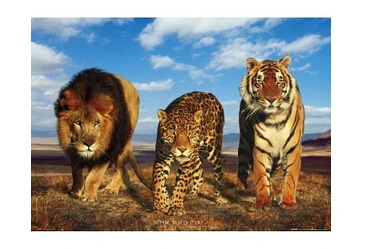 

Наклейка на стену «Три Тигра», размер 50x76 см