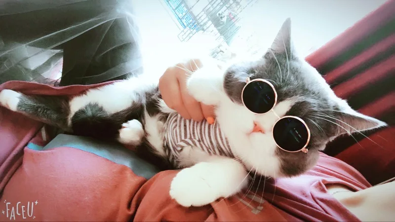 Щенок маленькие собаки кошка солнцезащитные очки Pet очки Тедди Забавный головной убор используется для фотосъемки