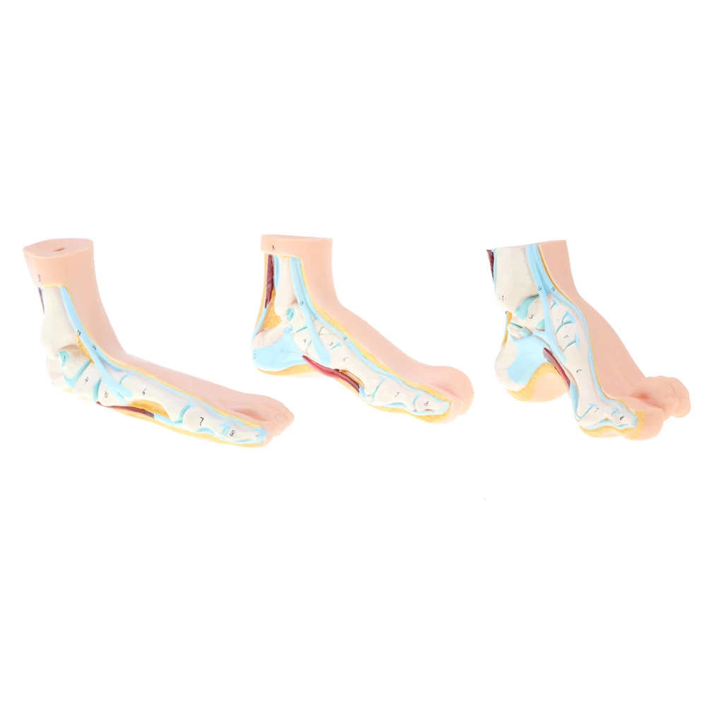 1:1 анатомическая нормальная арочная и плоская модель стопы с связями нервами