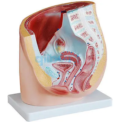 Медицинская анатомическая модель таза для женщин|anatomical model|female humanfemale pelvic anatomy |
