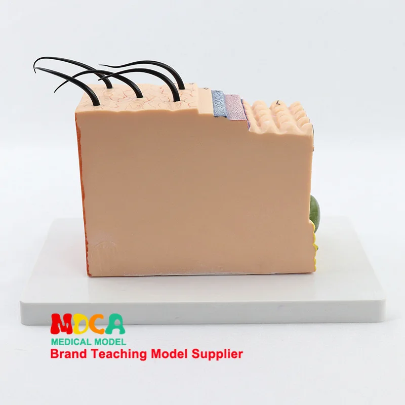 35X 3D модель кожи структура ткани человека биология анатомическая для медиков