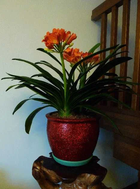 Free shipping 19 kinds Bonsai Clivia miniata flower plant seeds Kaffir lily in one Wholesale price home |