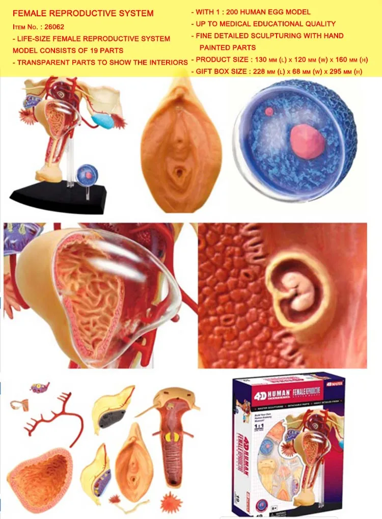 FEMALE REPRODUCTIVE 4D модель ткани человеческого тела-сборка скелета мышц и нервов биологическое обучающее оборудование - Цвет: FEMALE REPRODUCTIVE