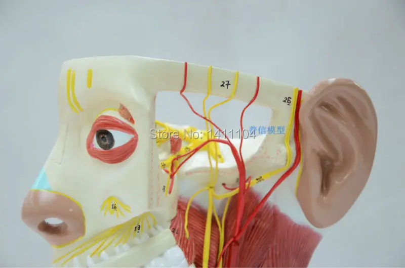 Free shipping&Head model head anatomy neck anatomy neural brain model.For teaching medical and Beauty salon. | Канцтовары для