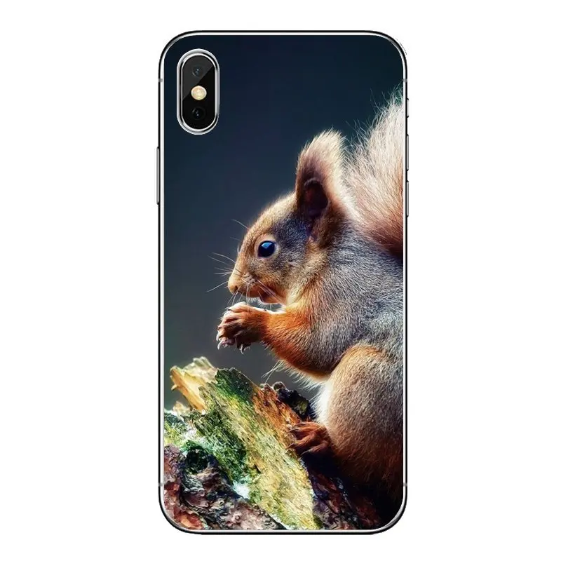 Мягкий прозрачный чехол для iPod Touch iPhone 4 4S 5 5S 5C SE 6 6S 7 8 X XR XS Plus MAX Red Squirrel Sciurus vulgaris |