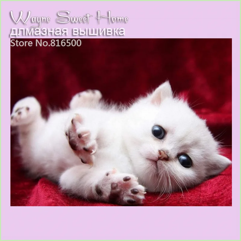 Алмазная живопись сделай сам с большими глазами белая кошка набор для алмазной