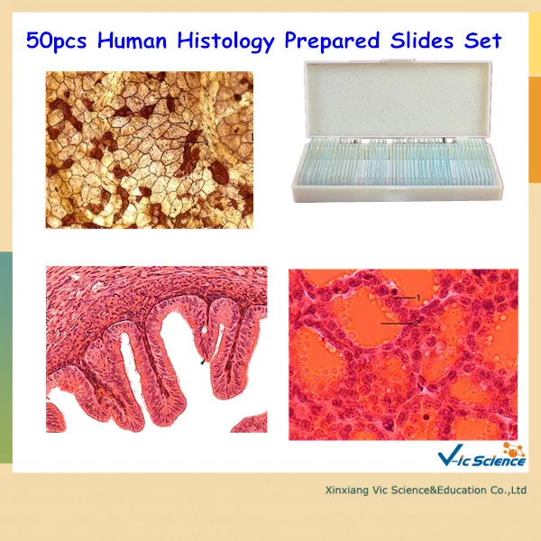 50pcs Human Histology Prepared Slides Set