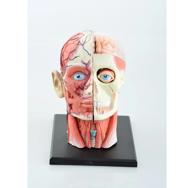 Научные игрушки, стоматологическая лаборатория, дантист, 4dmaster, человеческая голова, анатомия, медицинский череп, Детская развивающая игрушка