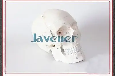 Life Size Human Anatomical Anatomy Head Skeleton Skull Model Cheap And Fine