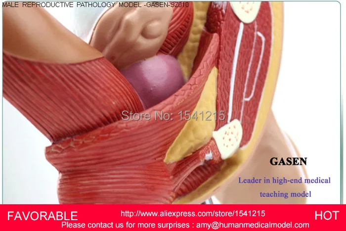 Модель мужской репродуктивной системы Анатомия продукт репродукции Мужской
