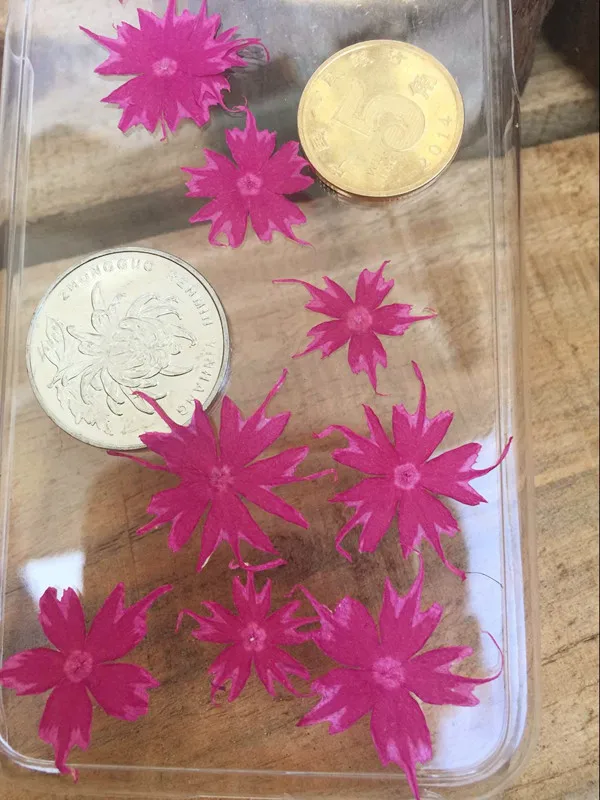 Бесплатная доставка розы красные прессованные цветы сушеные натуральные