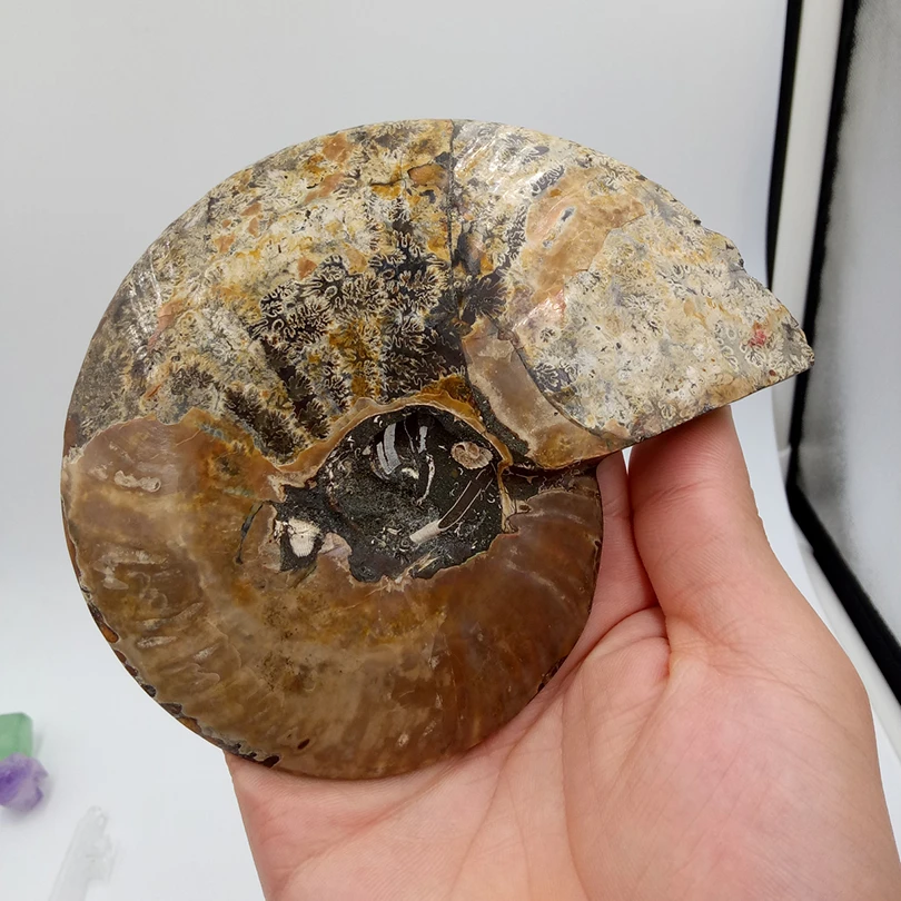 308 граммов высокого качества nautilus раковины резной череп исцеления минеральный