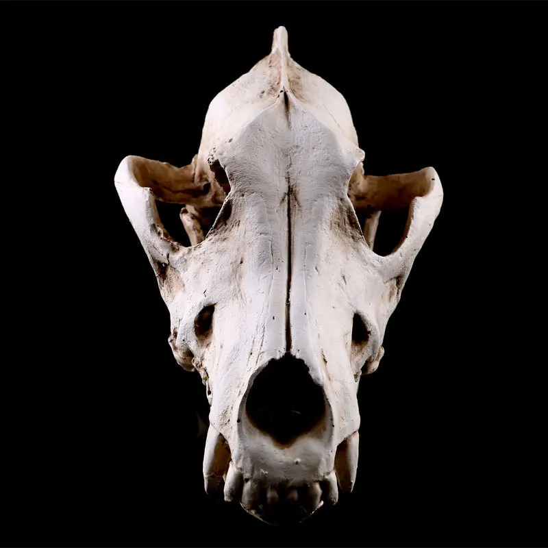 Resin Wolf Skull Model School Teaching Medical Resources Mold Skeleton For Halloween Decor Kids Toys Gifts | Канцтовары для офиса