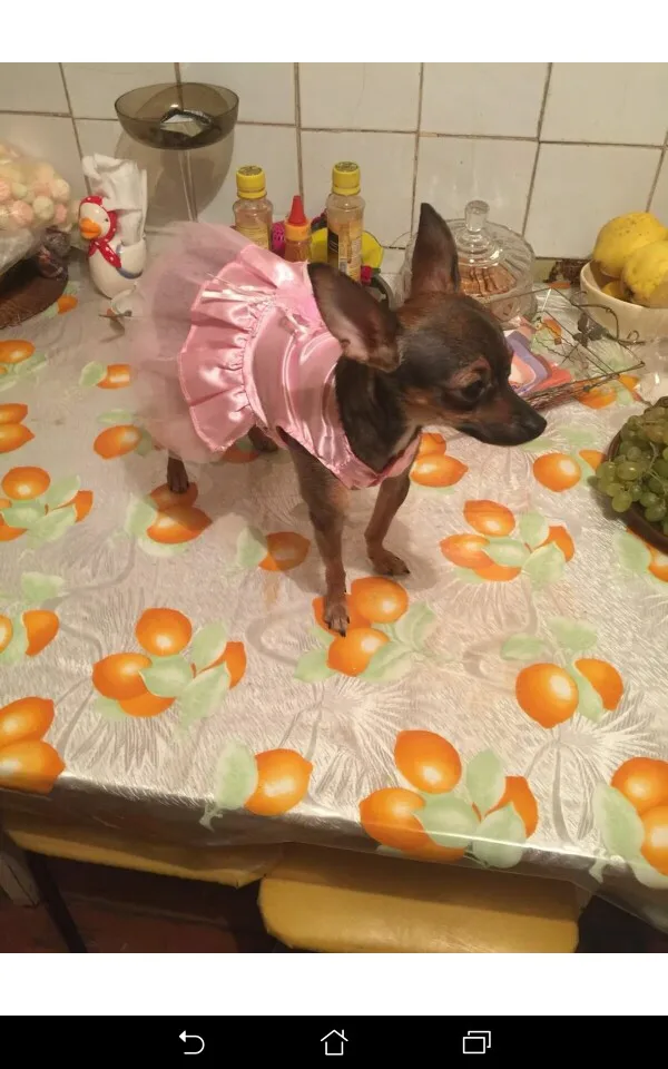 Новинка; Лидер продаж; Новинка; одежда для маленьких собак и кошек; Falda De Perro Encaje; платье принцессы с бантом; Милая Кружевная Одежда для собак и щенков