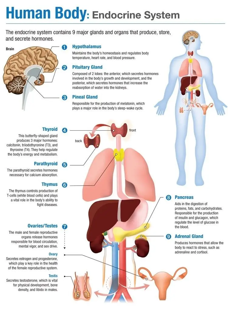 

Home Decor Human Body Endocrine System Medical-Silk Art Poster Wall Sticker Decoration Gift