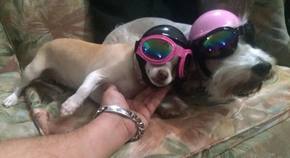 Шлем для домашних животных собак кошек шапка аксессуары костюмов товары