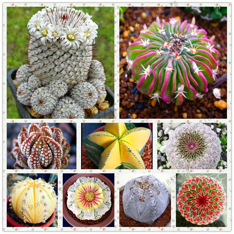 Semillas повязка на голову 200 lithops садовые псевдункателлы суккуленты необработанный