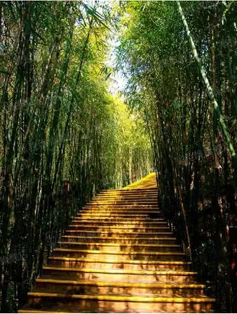 

Custom Size Photo Green trees stairs mural large wallpaper office corridor porch bar hotel backdrop wall wallpaper wallpaper