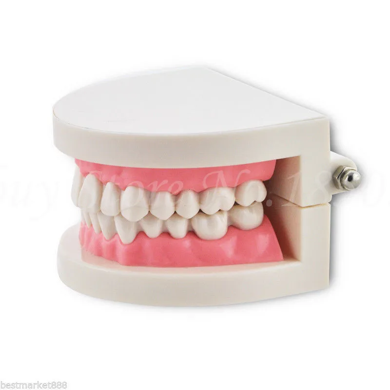 Portable New Dentist Dental Teeth Model Tooth for Medical Science Teaching Promotion | Канцтовары для офиса и дома