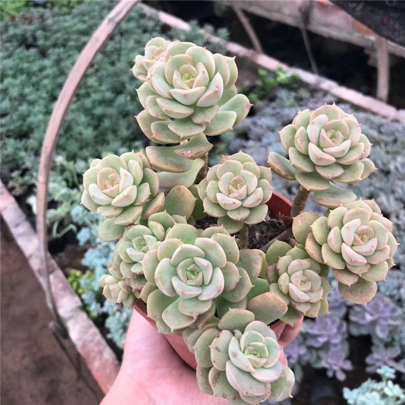 Cotyledon orbiculata Кластер живого суккулента "эчеверия" никсана "пестрые" суккулентные черенки различные живые растения настоящее растение - Цвет: Cotyledon orbiculata