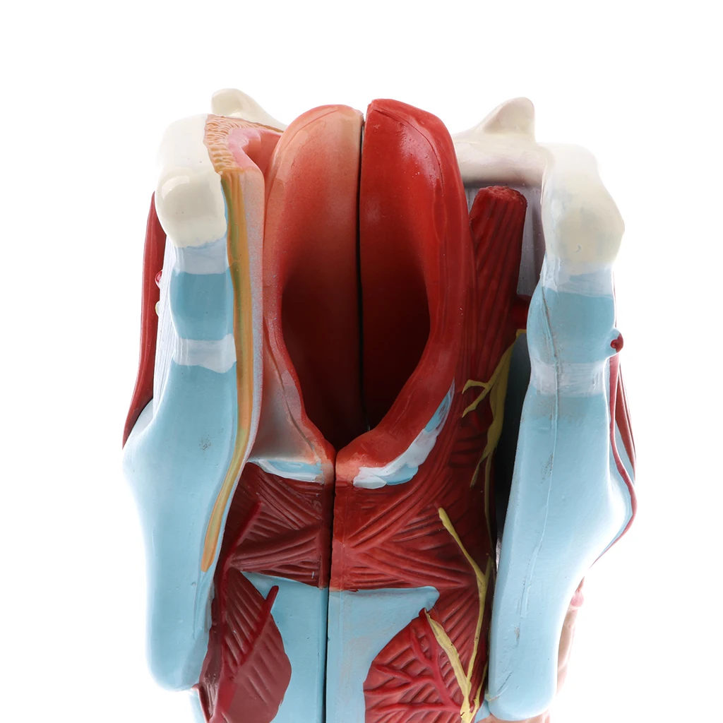 5 шт. модель Pharynx Larynx лабораторное оборудование для обучения|Наука| |