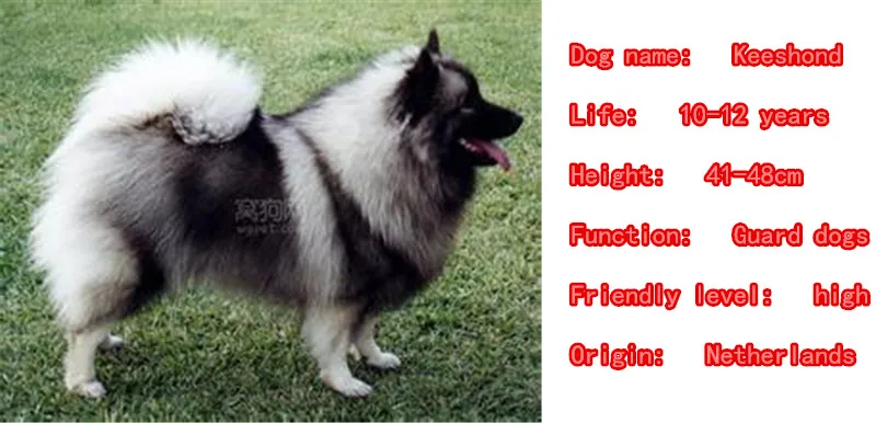 Милый кеесхонд животных покрыто золотом серебром металлическая ий Брелок с