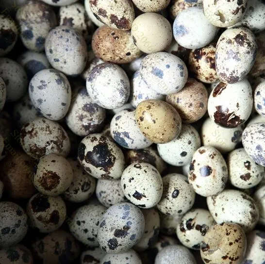 Небольшая Ручная машина для чистки Перепелиных яиц | Бытовая техника