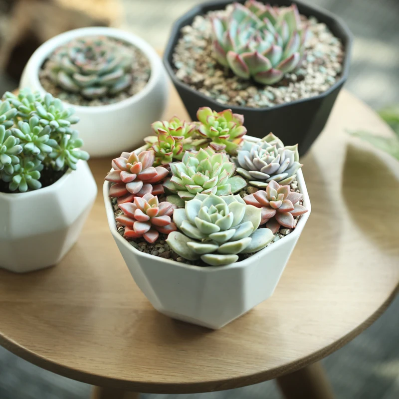 Садовые принадлежности офисный Домашний Настольный Сад Цветочные горшки белые