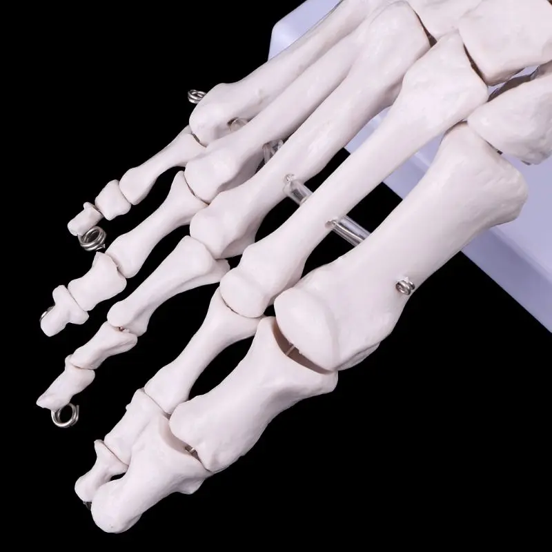 

White color Life size Foot Ankle Joint Anatomical Skeleton Model