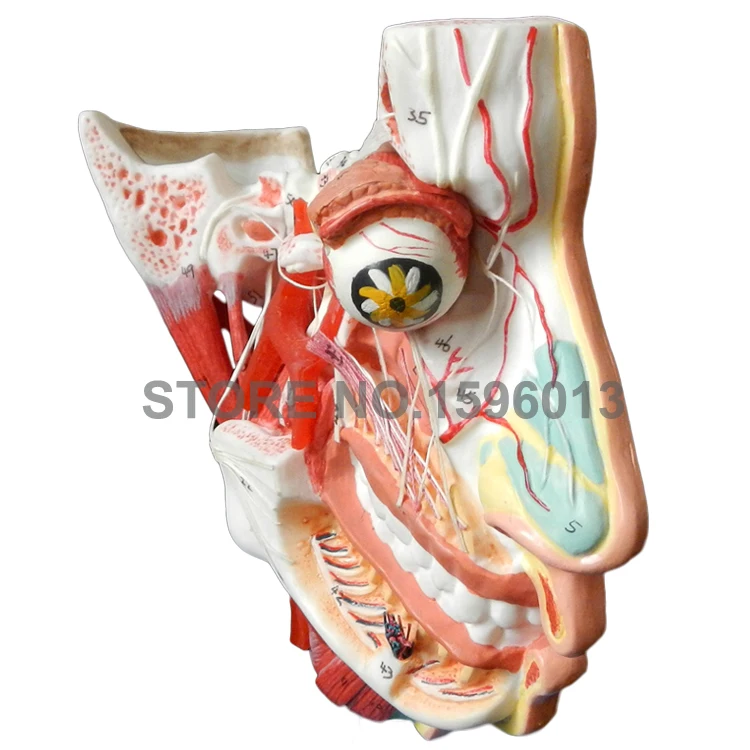 Двухсторонняя голова и лицо анатомическая Учебная модель мышцы нервы сосуды в