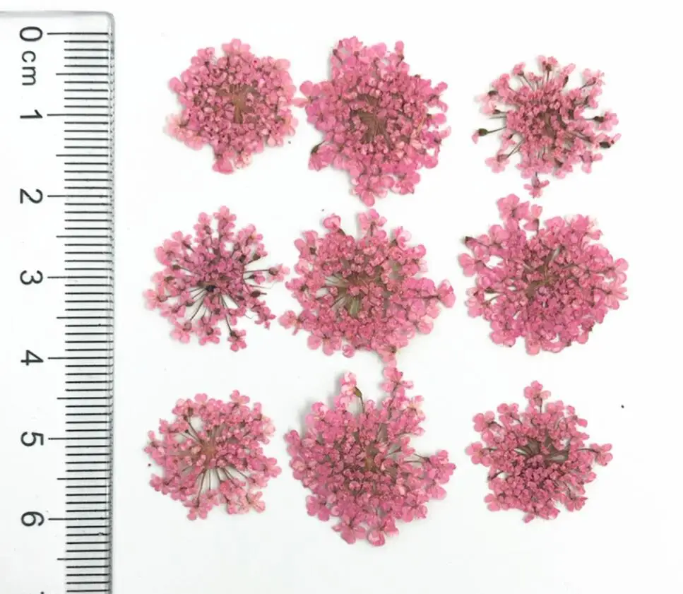 60 шт прессованный высушенный Orlaya gran Flower сухие растения для дизайна ногтей эпоксидная смола Макияж Лицо Кулон Ожерелье Изготовление ювелирных изделий