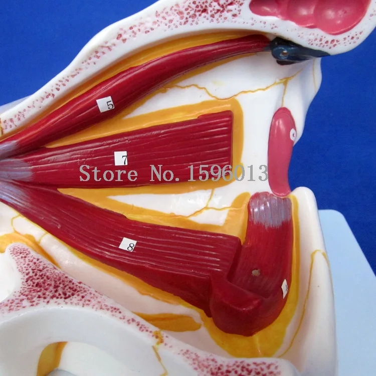 Популярная анатомическая съемная модель глаз с орбитальными 10 частями