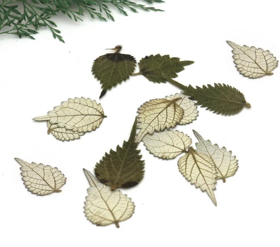 

60pcs 2-3cm Pressed Dried Boehmeria Nivea Leaf Plant Herbarium For Jewelry Postcard Invitation Card Phone Case Bookmark DIY