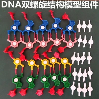 Компоненты модели двухспиральной структуры DNA Chromosome модель компонентов