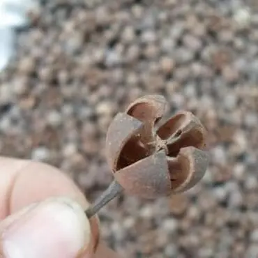 10 шт. сухие растения фрукты цветы для украшения дома праздничные коробки конфет