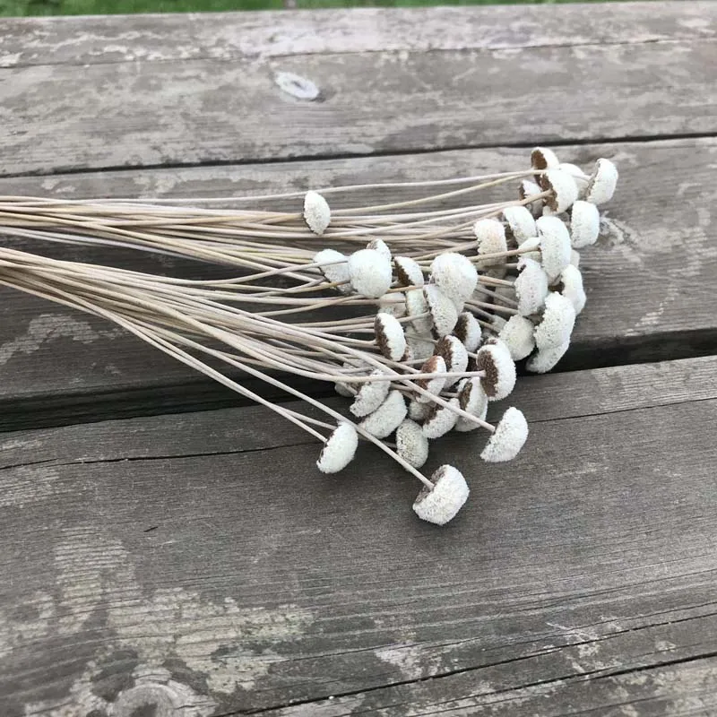 Length20-25CM, сушеные натуральные цветы, букет, маленькие пуговицы, ветви цветов для Флорес secas naturales Decoracion, домашний декор