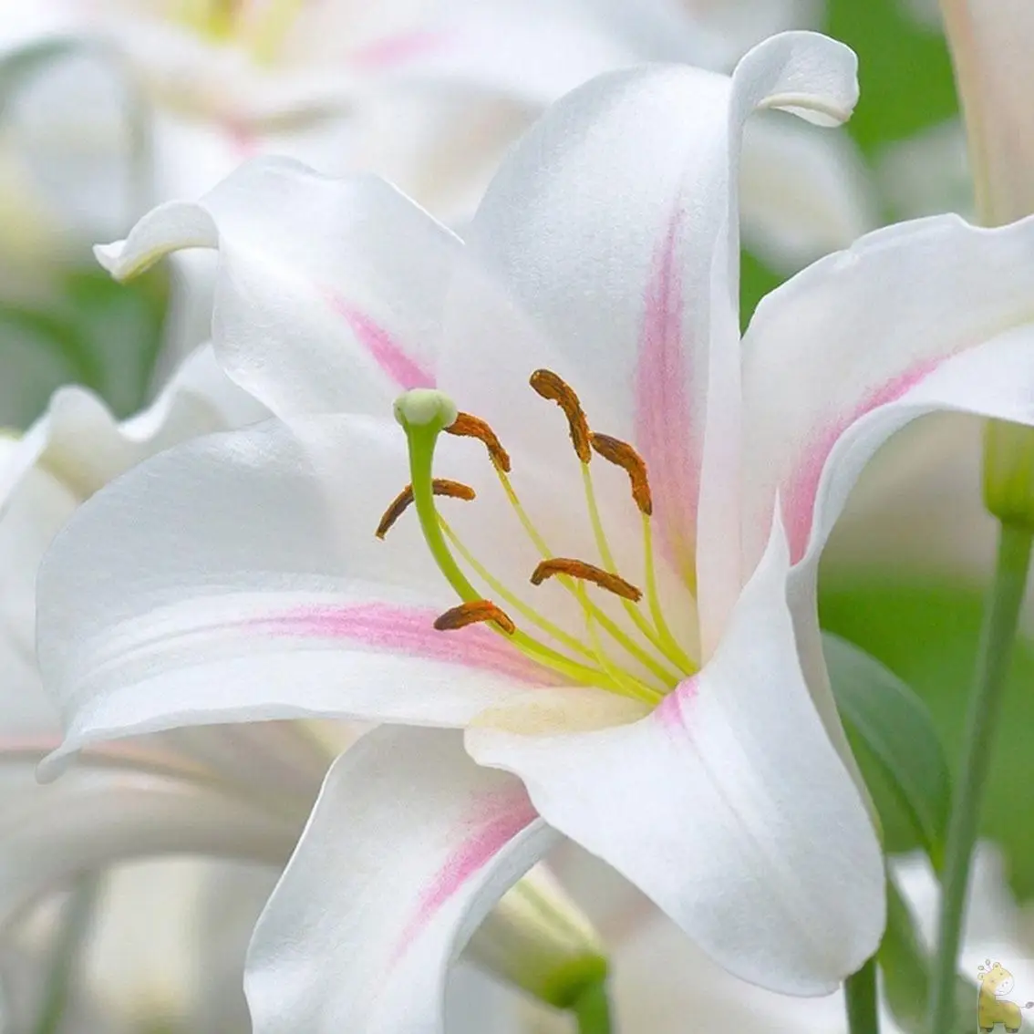 Oneroom алмазная живопись с кристаллами вышивка домашний декор красивая белая Лилия