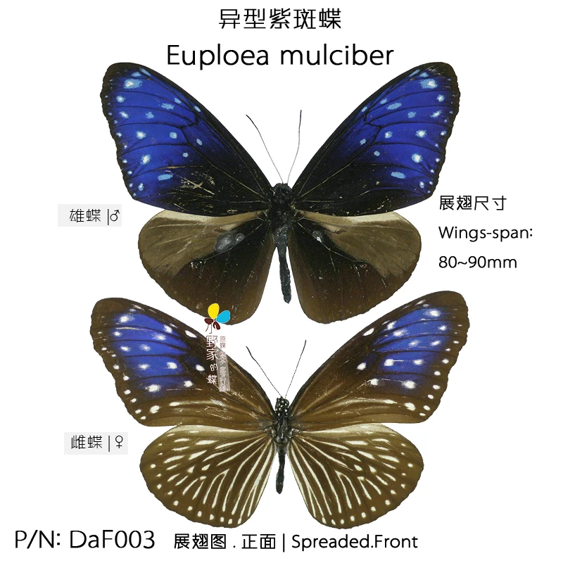 Эуплоцефал mulciber сушеные и консервированные бабочка|insect| |