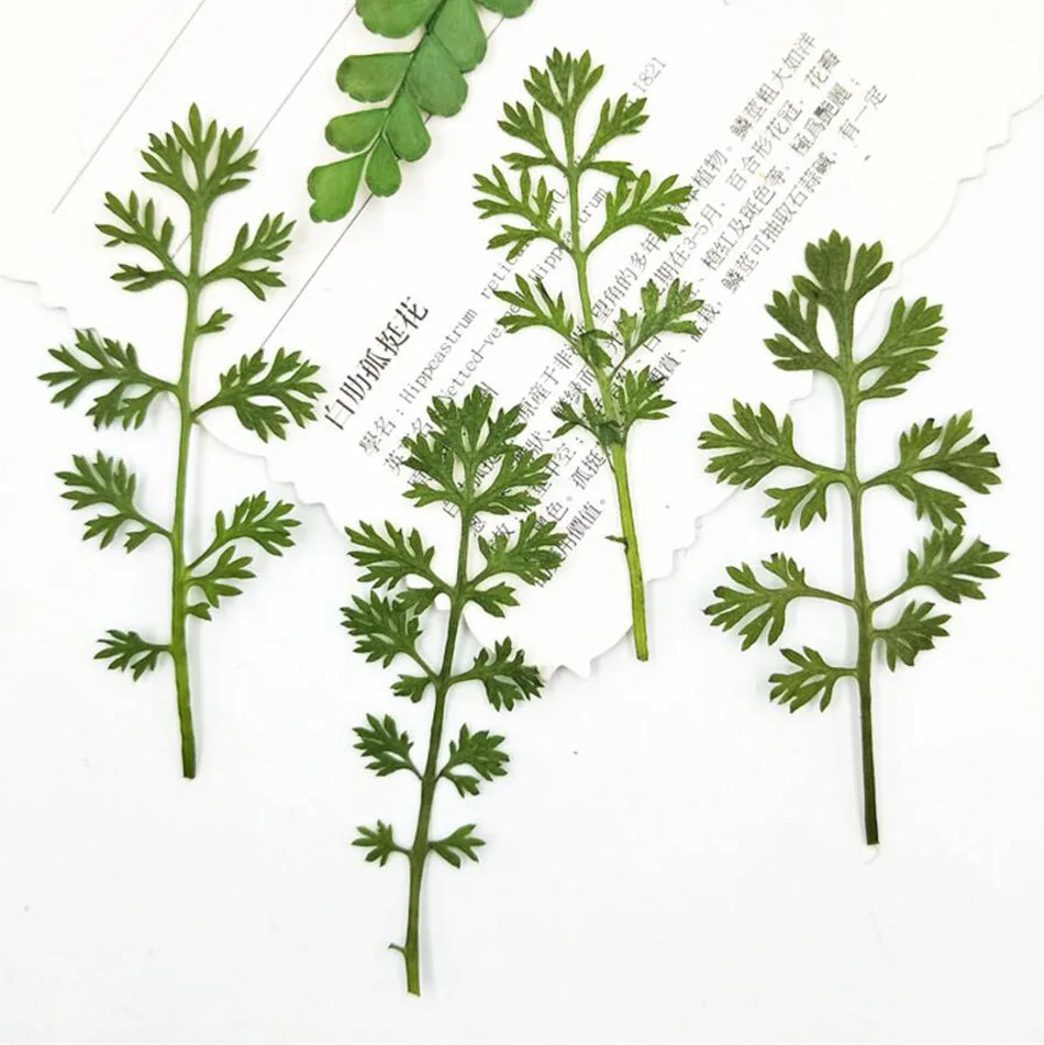 60 шт прессованный высушенный Soliva Anthemifolia листья цветок гербарий из растений